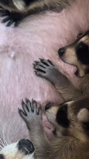 A Beautiful Moment We were called when a mother raccoon and her babies began nesting in a window well. While it was incredible to witness this quiet nursing moment, the homeowner had small children who could no longer safely play in their yard. Mother raccoons are extremely protective of their young, and when they feel threatened, defensive behaviour can quickly change. In this case, we safely removed the babies and placed them in a secure, heated reunion box on site so the mother could relocate
