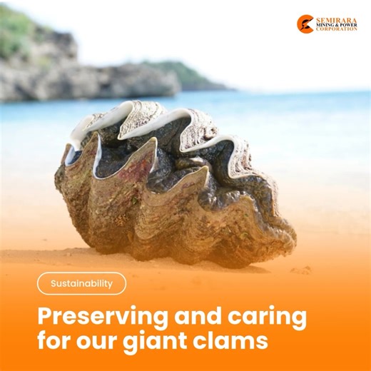 6.7K views · 149 reactions | Giant Clams plays a vital role in marine...