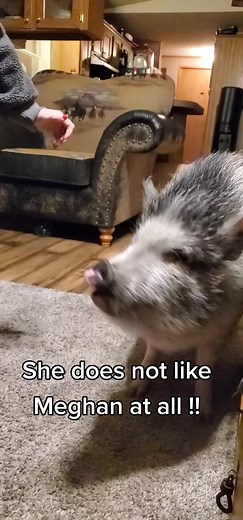 Angry Pig Behavior Explained: What Makes Pigs Mad?