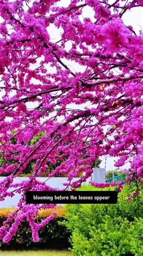 Have you ever seen a flower bloom directly on the trunk | Terra Nursery