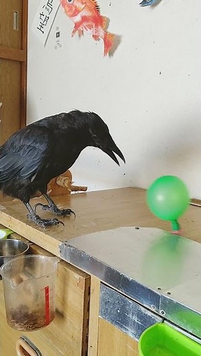 【科学実験・工作】世界一簡単なホバークラフトの作り方。 How to make toys of the Hovercraft