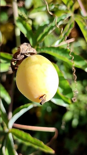 Gelbe Früchte der Blauen Passionsblume (Passiflora caerulea) Maracuja
