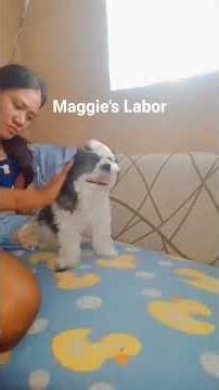 My Shihtzu Labor