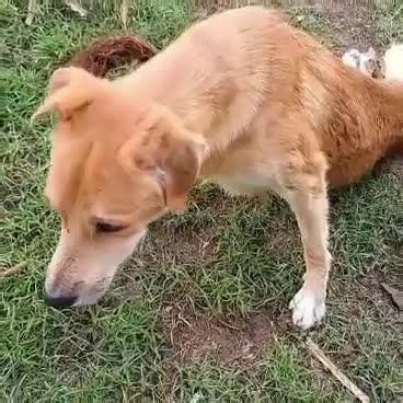 Pup’s “Forever Family” Rejects Him After Devastating Accident Leaves Him Paralyzed [STORY BELOW]