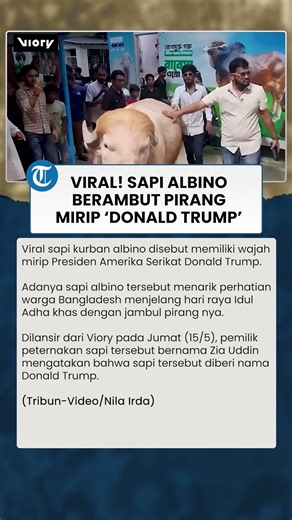 Viral! Sapi Albino Berambut Pirang Mirip Donald Trump, Warga Rela Antre Demi Foto