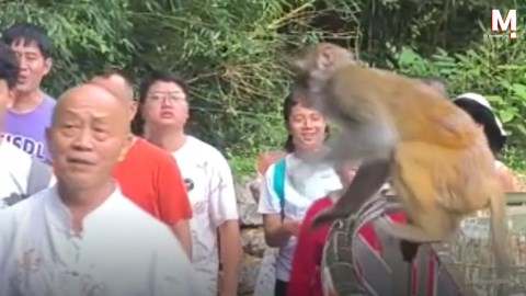 Cheeky monkey surprises bald man with hilarious slap to the head