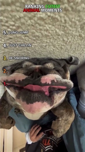 ranking cutest animal moments #shorts #cute #animals
