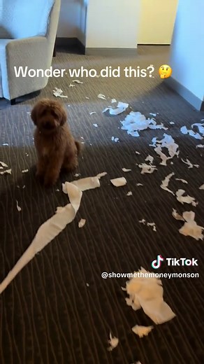 Puppy Scene in 'The Things They Carried' Explained