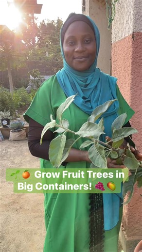 🌱🍊 Grow Fruit Trees in Big Containers! 🍇🥭 Did you know you can plant fruit trees in big containers of 40–80 litres and still enjoy fresh harvests in your own home? 🏡✨ Here’s how 👇 ✅ Choose strong containers (40–80L) and make adequate drainage holes. ✅ Fill with rich/good soil and add compost for nutrients. ✅ Pick healthy fruit trees like lemon 🍋, guava 🍏, papaya 🥭, grapes 🍇, dwarf mango, etc ✅ Always water moderately – don’t let them dry out. ✅ Place in a sunny spot ☀️ (at least 6–8 hr