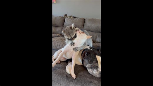 Snuggle Puddle Struggle Between Raccoon And Dogs