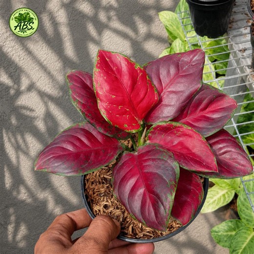 Aglaonema Black Maroon Rare Ornamental Plant - Etsy Australia
