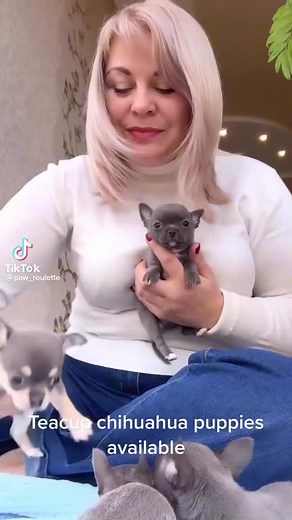 Teacup Chihuahua Puppies Available on Sale Today