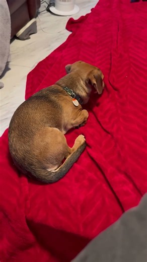 #oldies #music #80smusic #song #classic #puppy #livingtheirbestlife #animal #dachshund #cutepet