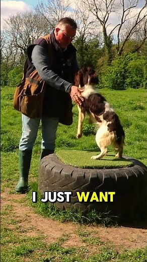 How I Train A Young Springer Spaniel