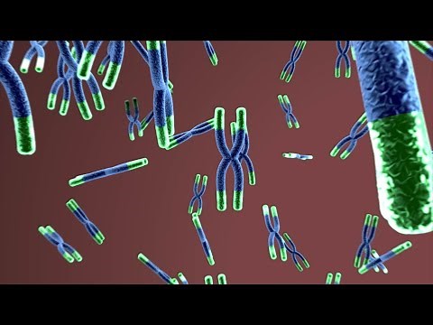 Telomerase Enzyme - What does the telomerase enzyme do?