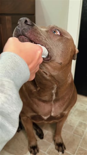 What a morning with a Pitty looks like