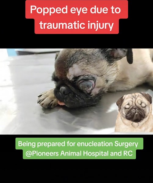 Understanding Proptosis in Pug Breeds