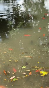 76K views · 4.5K reactions | माइपोखरी ‼️ #Maipokhari #Ilam #Ilamgreen #RonaldoGoal #IshtuKarki #IstuKarki #MessiGoal #RedFish #ilam | Ilam Green | Facebook