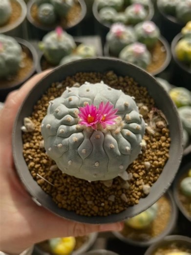Bring home the mystique of the desert peyote, the cactus with history and heart. #PlantTok #cactus #gardentok #naturetok #peyote | Cactus Farm
