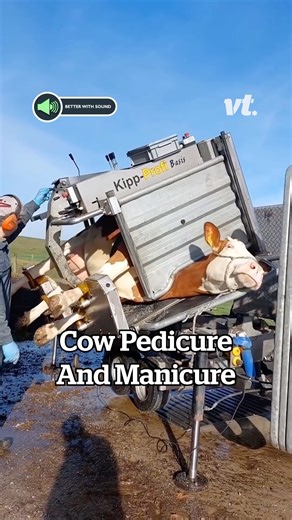 Cow Gets A Manicure 🥹 | VT