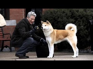 Películas de perros