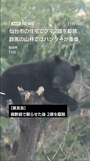 仙台市の住宅でクマ2頭を駆除 群馬の山林ではハンターが重傷(2025年11月16日放送) #shorts