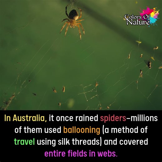 8.8K views · 402 reactions | Spiders rain | Colors Of Nature | Facebook