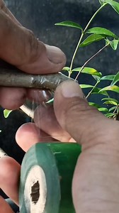 1.4K views · 21K reactions | This time cebo v-bend technique on wrightia religiosa material  #bonsaitree #antingputri #waterjasmin #fblifestyle | Karimun Java | Facebook