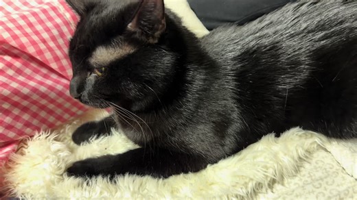 #prince #fyp #kitten #void #cat