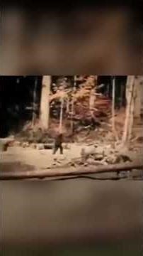 1967 - The Patterson Gimlin Film #history #world #crypto