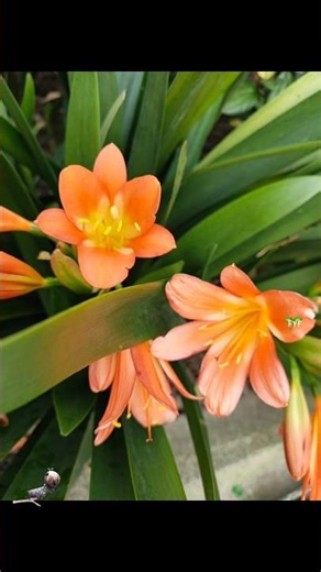 Clivia miniata, también conocida como lirio natal o lirio arbustivo.