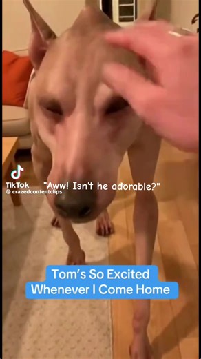 What the heck is that? (It's fake but whatever) Credits to @Tom The Skinwalker #meme #viral #fyp #relatable #tiktok
