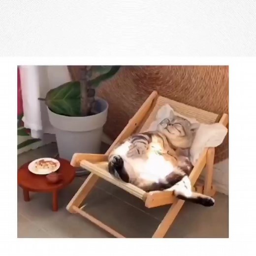 😂😂😂Pro grammer | flutter | software developers #softwaretester #dart #flutter #balochcodes | BalochCodes