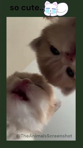 Cute Cats on Face Cam 😻📸 | Pure Reactions Only | TAS