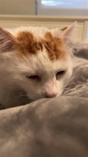 Gus Gus | Super Chill Rescue Cat | Certified Good Boi on Instagram: "See if you can keep track of the drooly drool. Joy to the Gus was very content. His bulbous tummy was full and his heated blanket was on. So the happy drips were drippin. Volume ⬆️ for purrs. Thank you to Gusketeer Pam Palmer for the nickname."