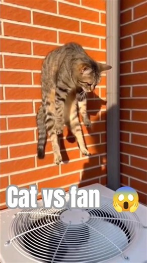 Cat vs Fan 😱😂 | Funny Cat Moment” #cat #viralshorts