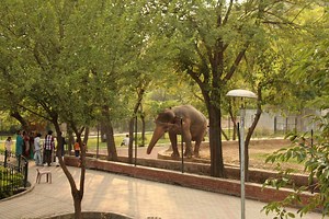 Pakistan turns Islamabad zoo into Safari park after last animals flown to Jordan