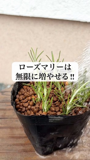 ローズマリー挿し木の完全ガイド