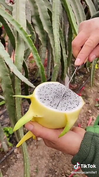 How to Prepare Dragon Fruit: Step-by-Step Guide