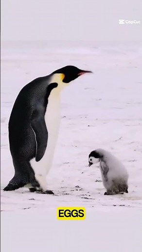 Penguins Can Fly? 5 Shocking Facts You Won't Believe! 🐧🤯✨