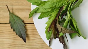 Epazote Where To Buy