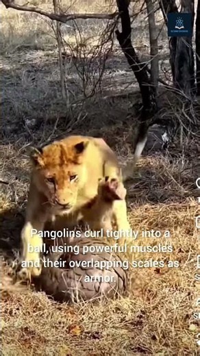 Fastest Rolling Animals: Pangolin vs Armadillo vs Caterpillar 🐾