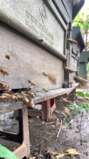 80 reactions | The life of a worker bee is short but full of purpose.  Every day she works tirelessly — building, cleaning, feeding, and collecting nectar to keep the hive alive.  #WorkerBeeLife #BeeColony #HiveHeroes #BeekeepingJourney | The Unreplied | Facebook