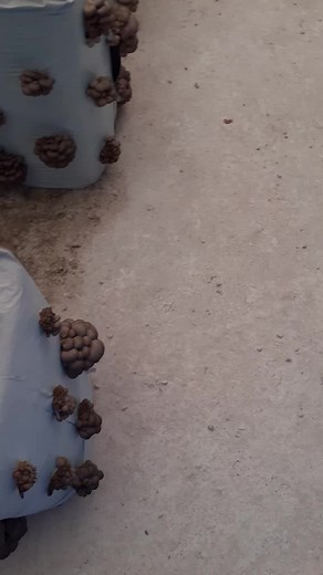 Mushroom Cultivation in Indoor Greenhouse Facilities