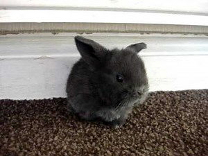 3 week old Mini Lop babies!!