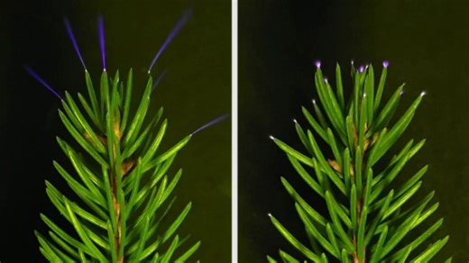 Trees emitting ultraviolet light during storms