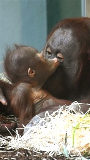 Baby Orangutan Kisses Mom for the First Time!#shorts#orangutans#funnyvideo#funnyanimals