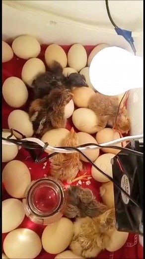 Cómo hacer una incubadora casera.