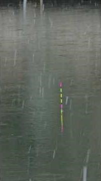 The sound of a fishing rod being hit is startling.