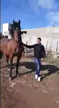 Hybrid Horse Donkey Mating with Burro